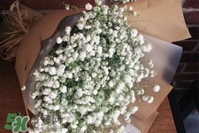 清明節(jié)上墳可以帶滿天星嗎？清明節(jié)掃墓能用滿天星嗎？