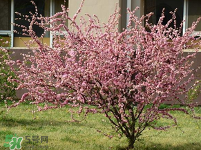 春天桃樹打什么藥？桃樹春天什么時候打藥？