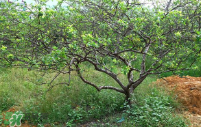 春天桃樹打什么藥？桃樹春天什么時候打藥？