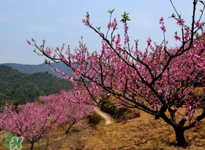 春天桃樹打什么藥？桃樹春天什么時候打藥？