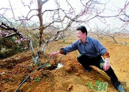 桃樹春天什么時候澆水？桃樹什么時候澆水？