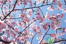 春天容易得水痘嗎？春天是水痘的高發(fā)季節(jié)嗎？