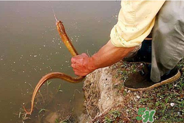 四月份可以釣黃鱔嗎？4月份可以釣黃鱔嗎？