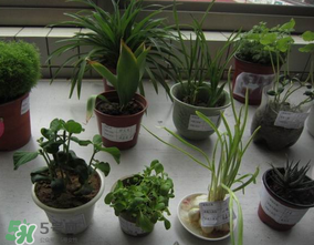 春天種什么植物？春天適合種什么植物？