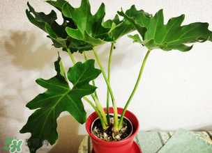 春天種什么植物？春天適合種什么植物？