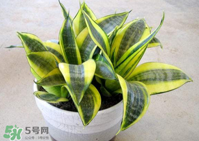 春天種什么植物？春天適合種什么植物？