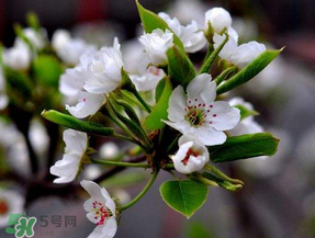 四月份開什么花？四月份什么花開？