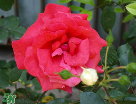 四月份開什么花？四月份什么花開？