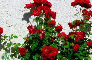 春天可以種玫瑰嗎？春天適合種玫瑰嗎？