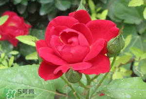 春天可以種玫瑰嗎？春天適合種玫瑰嗎？