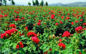 春天可以種玫瑰嗎？春天適合種玫瑰嗎？