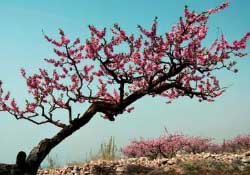 春天桃樹打什么藥？桃樹春天什么時候打藥？