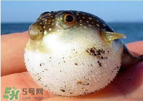 河豚怎么吃才沒(méi)毒？吃河豚的禁忌