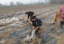 桃樹春天什么時候澆水？桃樹什么時候澆水？