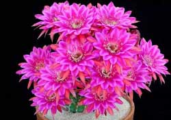 四月份開什么花？四月份什么花開？