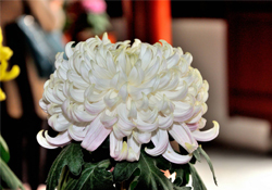 清明節(jié)掃墓買(mǎi)什么顏色菊花？清明節(jié)上墳用什么顏色菊花？