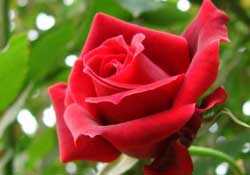 春天可以種玫瑰嗎？春天適合種玫瑰嗎？