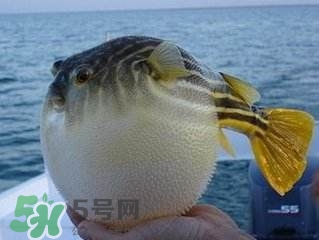 河豚怎么吃才沒(méi)毒？吃河豚的禁忌