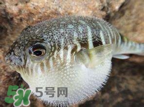 河豚怎么吃才沒(méi)毒？吃河豚的禁忌