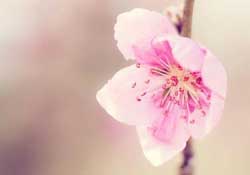 四月份還有桃花嗎？桃花幾月份開？