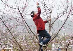 春天桃樹能剪枝嗎？桃樹春季什么時間剪枝？