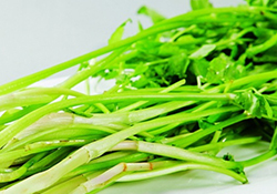 吃野芹菜會(huì)中毒嗎？吃野芹菜中毒了怎么辦？