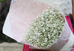 清明節(jié)上墳可以帶滿天星嗎？清明節(jié)掃墓能用滿天星嗎？