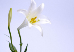 清明節(jié)上墳可以帶百合花嗎？清明節(jié)掃墓能用百合花嗎？