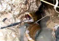 四月份可以釣黃鱔嗎？4月份可以釣黃鱔嗎？