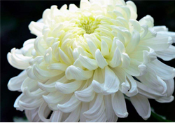 清明節(jié)掃墓為什么用菊花？清明節(jié)上墳為什么要送菊花？