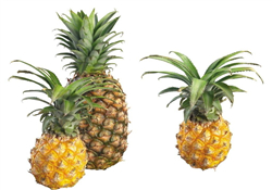 什么人不能吃菠蘿？菠蘿什么時候吃最好？