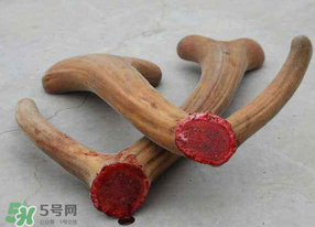 ?春天可以吃鹿茸嗎？鹿茸什么季節(jié)吃最合適？