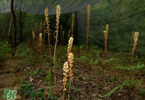 春天能吃天麻嗎？春天可以吃天麻嗎？