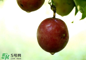 春天能吃百香果嗎？春天吃百香果好嗎？