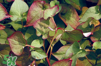 折耳根的功效與作用 折耳根有什么功效？