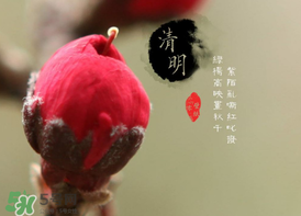 清明節(jié)為什么要吃清明果？為什么清明節(jié)要吃清明果？