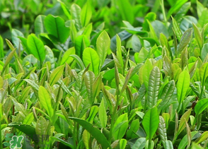 清明茶什么時(shí)候采？采清明茶什么時(shí)候結(jié)束？