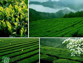 清明茶什么時(shí)候采？采清明茶什么時(shí)候結(jié)束？