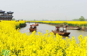 四月份還有油菜花嗎？4月份還有油菜花嗎？