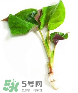 折耳根的功效與作用 折耳根有什么功效？