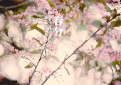 春分是春天的開始嗎？春分是春天來的意思嗎？