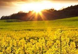 四月份還有油菜花嗎？4月份還有油菜花嗎？