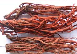 春天能吃丹參嗎？丹參什么人不能吃？