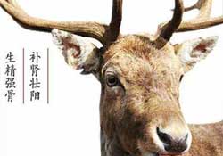 ?春天可以吃鹿茸嗎？鹿茸什么季節(jié)吃最合適？