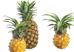 菠蘿可以吸甲醛嗎？菠蘿可以除甲醛嗎？