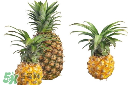 吃菠蘿可以減肥嗎？菠蘿真的能減肥嗎？