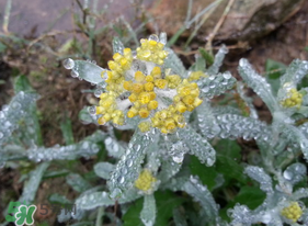 清明菜是什么菜？清明菜是艾草嗎？