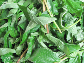 清明菜是什么菜？清明菜是艾草嗎？