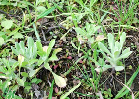 清明菜是什么菜？清明菜是艾草嗎？