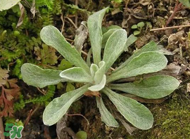 清明菜怎么做好吃？清明菜怎么做止咳？